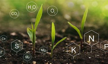 Plant Nutrition/Fertilizer Guide